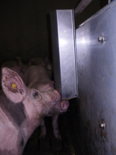 Das Foto zeigt einen Strohspender der von den Schweinen dauerhaft angenommen wird und für Beschäftigung sorgt.