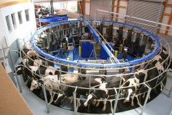 Das AMR (Automatic Milking Rotary) System in der Praxis 