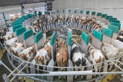 GEA Farm Technologies - Automatisches Melkplatzmodul DairyProQ